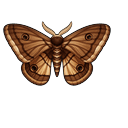Brown Emperor Moth Pointer