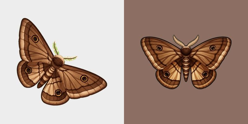 Brown Emperor Moth