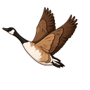 Canada Goose Default