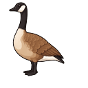 Canada Goose Pointer