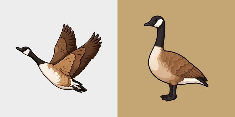 Canada Goose