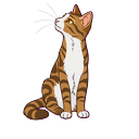 Cute Brown Tabby Default