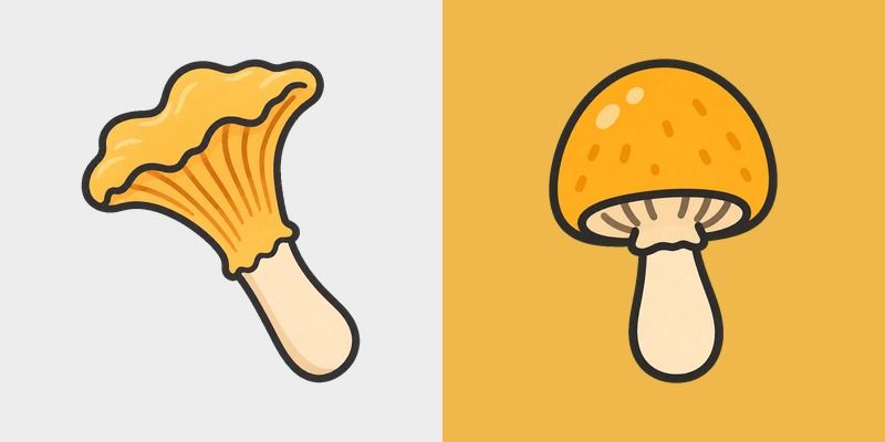 Golden Chanterelle