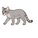 Animals Snow Leopard Pointer